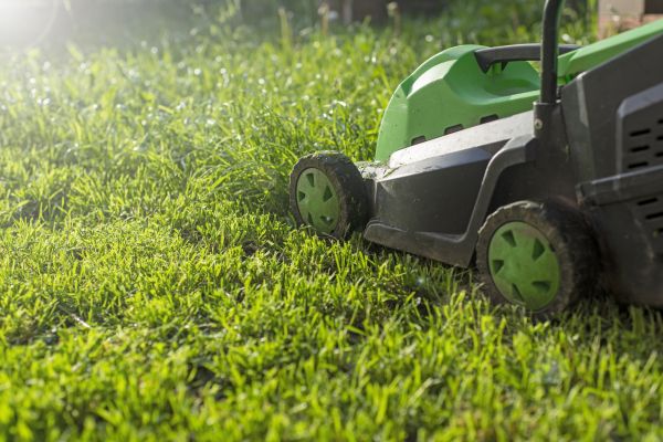 Cost of Yard Trimming in Palm Beach Gardens