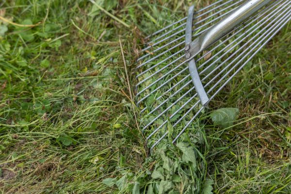 Thatch Raking in Palm Beach Gardens